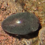 Monomma species